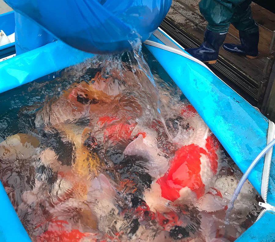 Japanese koi prepared for export from Niigata breeders