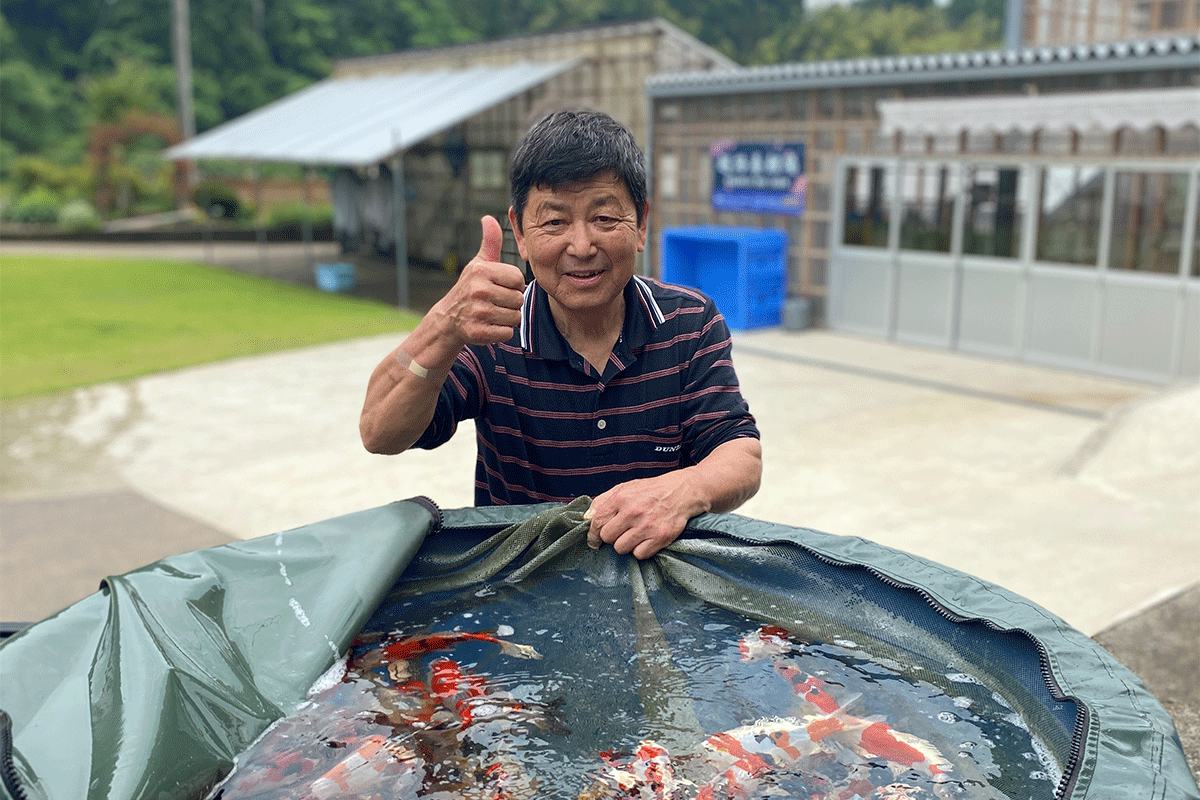 Koshiji Koi breeder in Niigata with thumbs up
