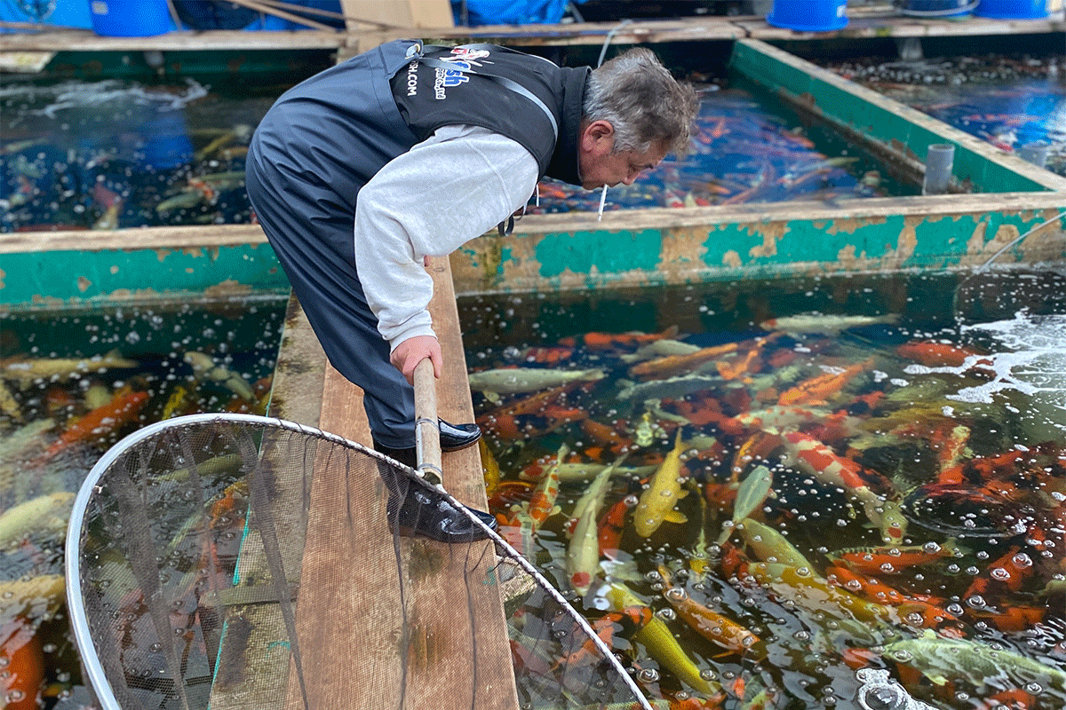 https://ornafish.com/assets/img/content/niigata-koi-breeder-catching-fish.png