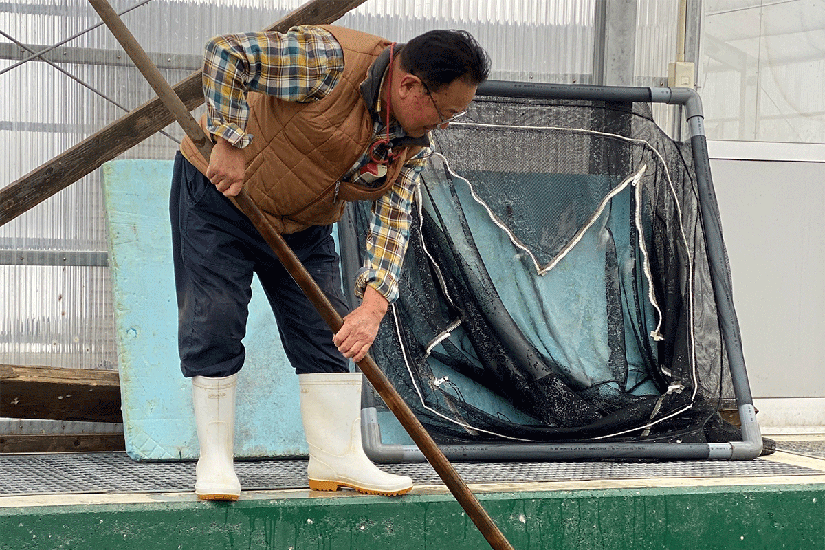Niigata koi carp harvest with breeder and net