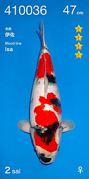 Nisai Female Showa - ISA